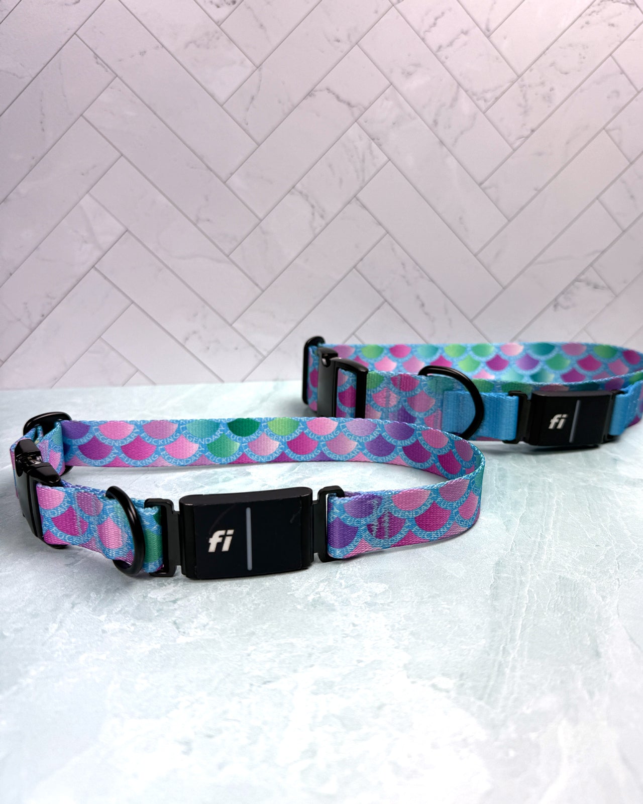 Dog Collar (Webbing)