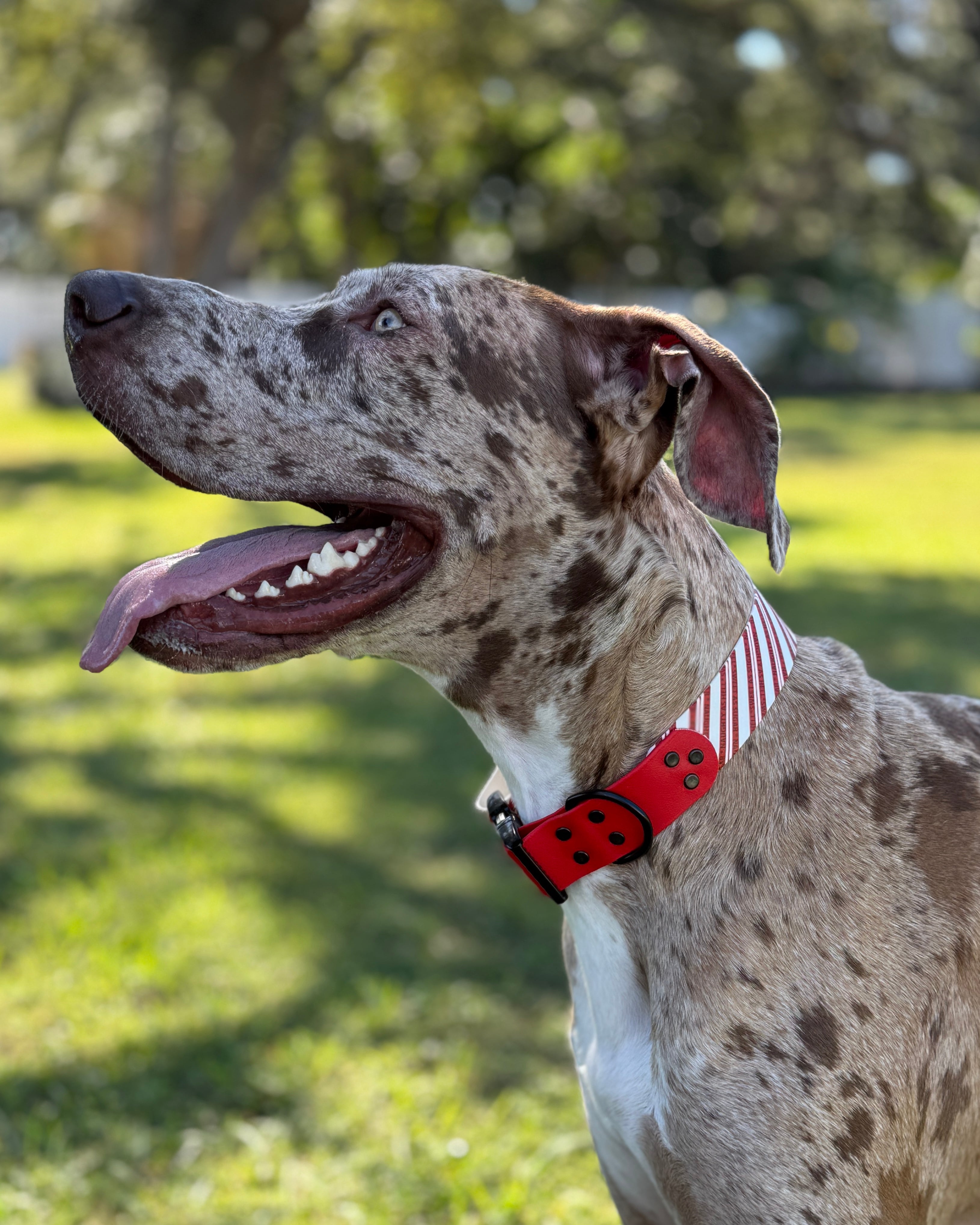 Dog Collar (BioThane)